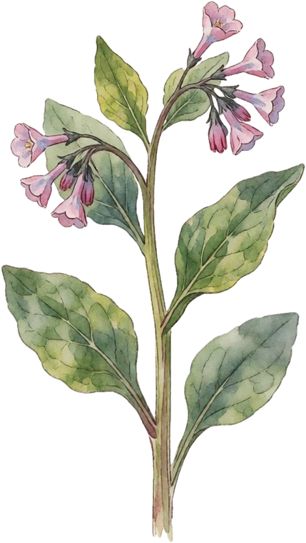 Botanical illustration of Virginia Bluebells