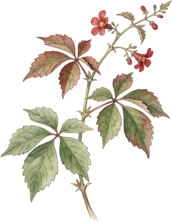 Botanical illustration of Virginia Creeper