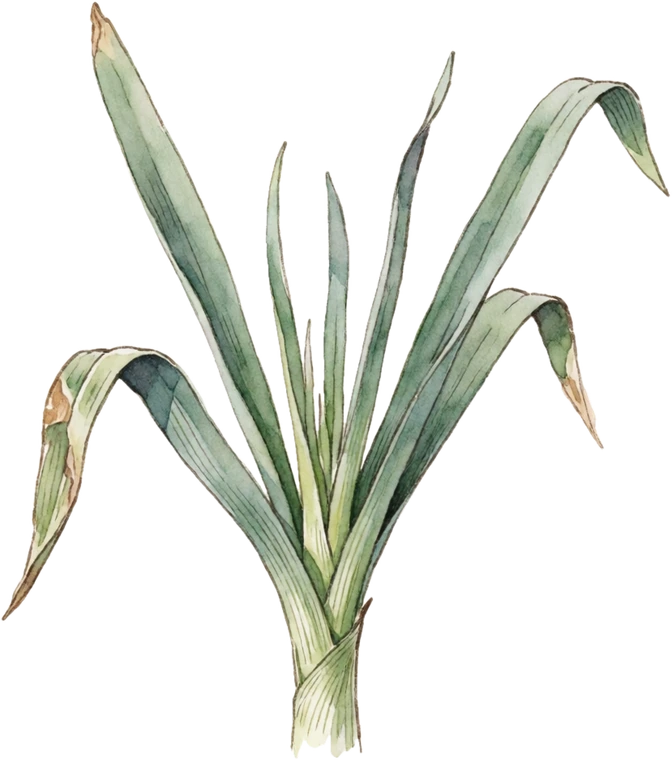 Botanical illustration of Egyptian Walking Onion