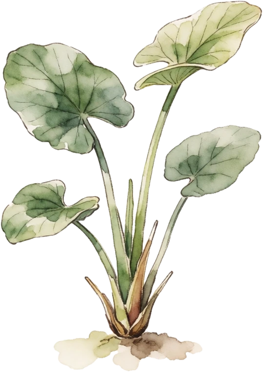 Botanical illustration of Water Chestnut (Chinese)