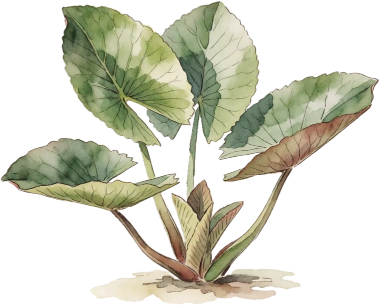Botanical illustration of Water Lily