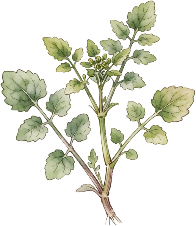 Botanical illustration of Watercress