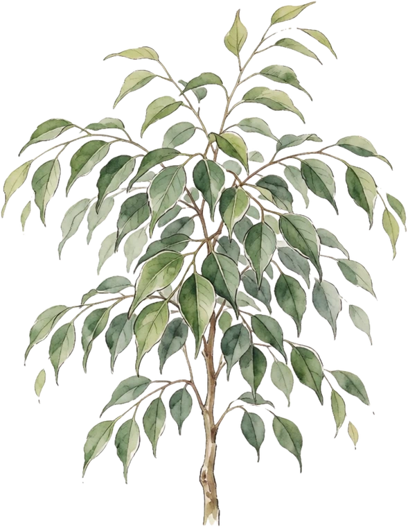 Botanical illustration of Weeping Fig