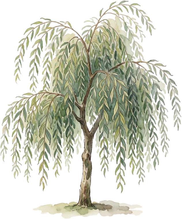 Botanical illustration of Weeping Willow