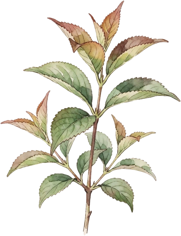 Botanical illustration of Weigela