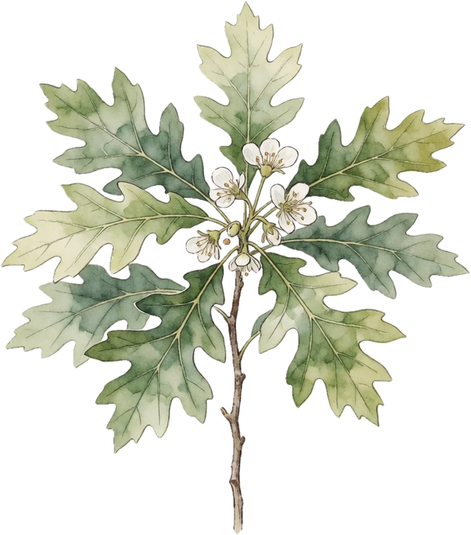 Botanical illustration of Oak