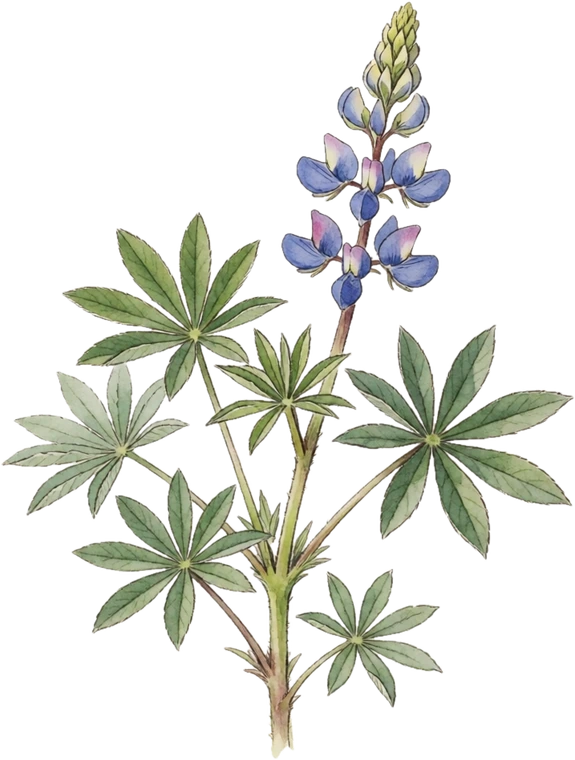 Botanical illustration of Wild Lupine