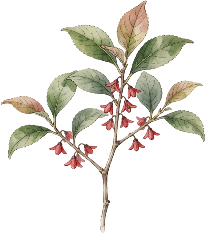 Botanical illustration of Winterberry Holly