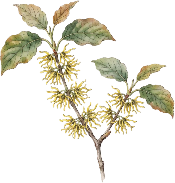 Botanical illustration of Witch Hazel