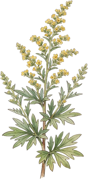 Botanical illustration of Wormwood (Artemisia)