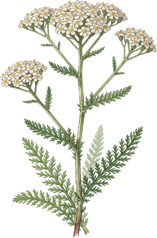 Botanical illustration of Yarrow
