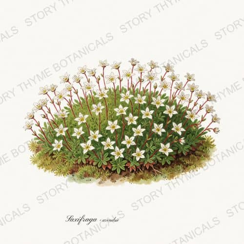 Saxifrage — Alpine & Rock Garden print on a white background