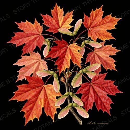 Sugar Maple — Autumn Foliage botanical print