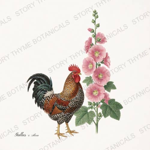 Rooster Hollyhocks — Cottage Garden Roosters Vol. 2 print on a white background