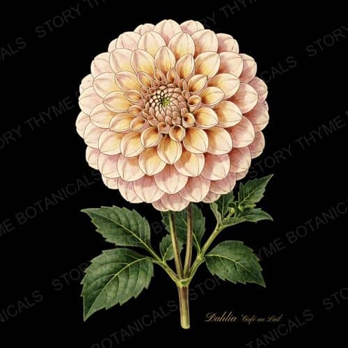 Cafe Au Lait — Dahlias botanical print