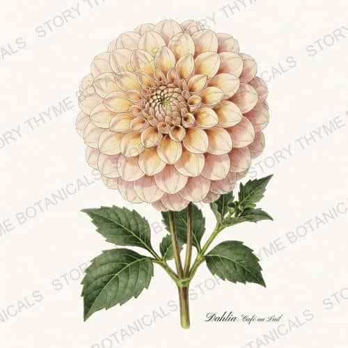 Cafe Au Lait — Dahlias print on a white background