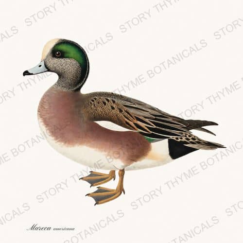 American Wigeon — The Duck Blind botanical print