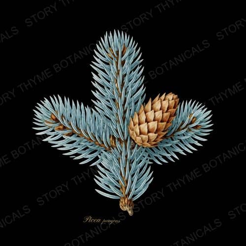 Blue Spruce — Evergreens botanical print
