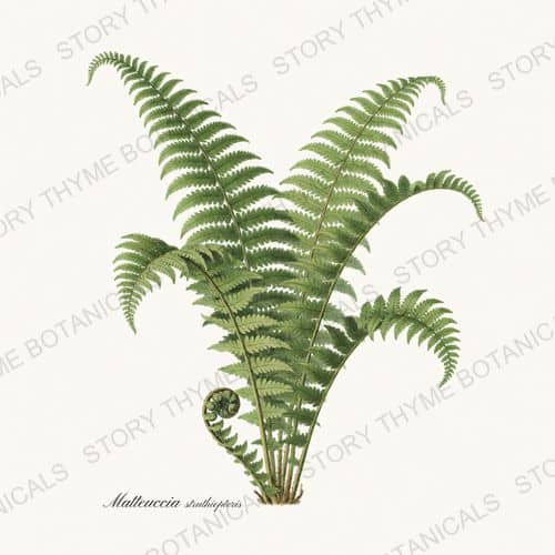 Ostrich Fern — Ferns & Fronds botanical print