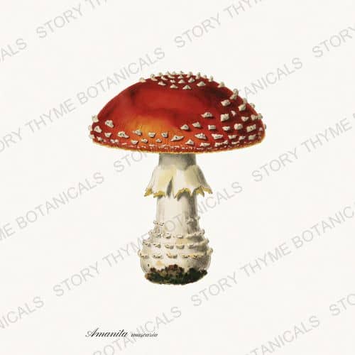Fly Agaric — Fungi Vol. 2 botanical print