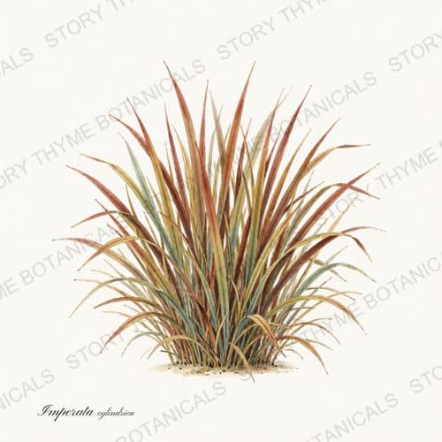 Blood Grass — Ornamental Grasses botanical print