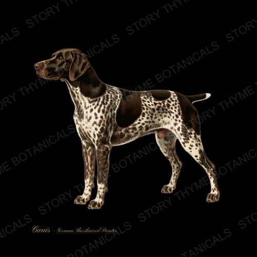 German Shorthaired Pointer — Gun Dogs botanical print