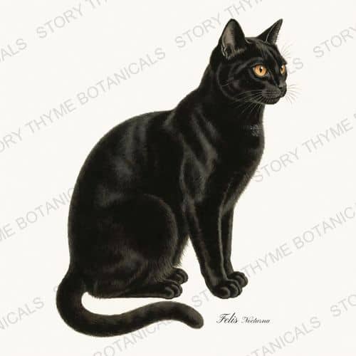 Black Cat — a print on a white background, from the Vintage-Style Halloween collection