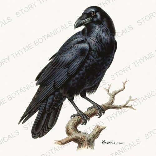 Raven — a print on a white background, from the Vintage-Style Halloween collection