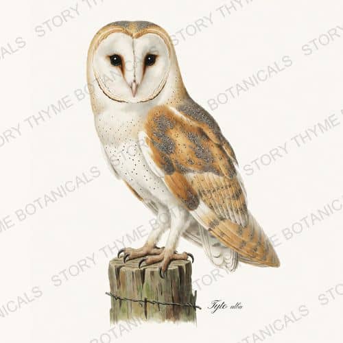 Barn Owl — a print on a white background, from the Vintage-Style Halloween collection