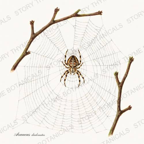 Spider Web — a print on a white background, from the Vintage-Style Halloween collection