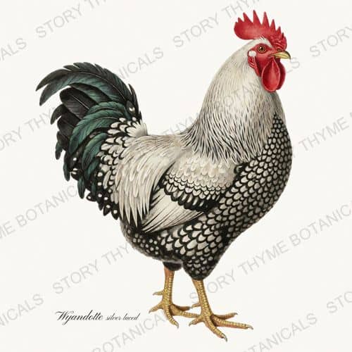 Silver Laced Wyandotte, a vintage-style print from Story Thyme Farms