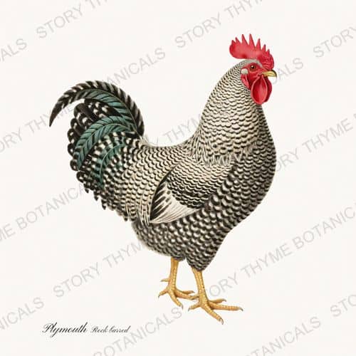 Barred Plymouth Rock, a vintage-style print from Story Thyme Farms