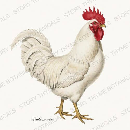 White Leghorn, a vintage-style print from Story Thyme Farms