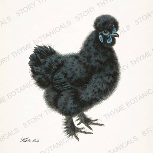 Black Silkie, a vintage-style print from Story Thyme Farms