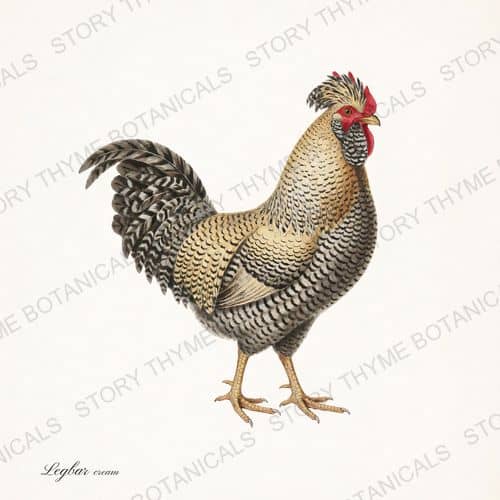 Cream Legbar, a vintage-style print from Story Thyme Farms