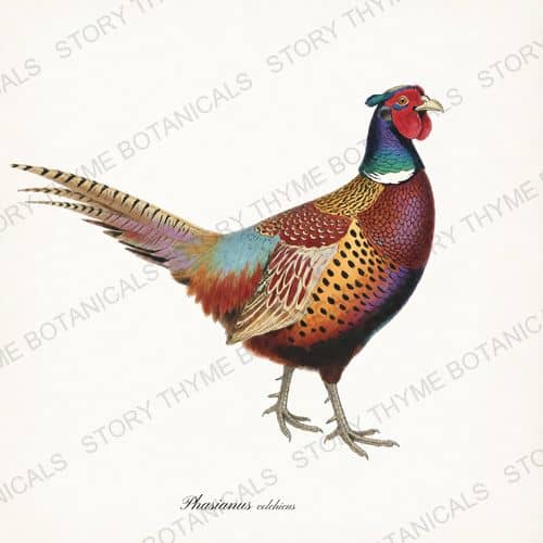 Pheasant — The Lodge Collection Vol. 1 botanical print