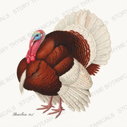 Bourbon Red — Heritage Turkeys botanical print