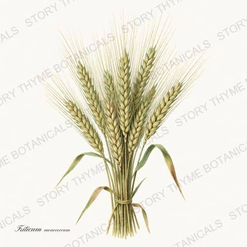 Einkorn — Historic Crops print on a white background