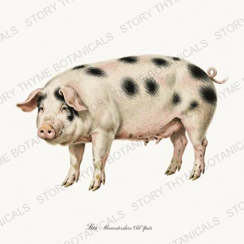 Gloucestershire Old Spot — The Hog & The Homestead botanical print