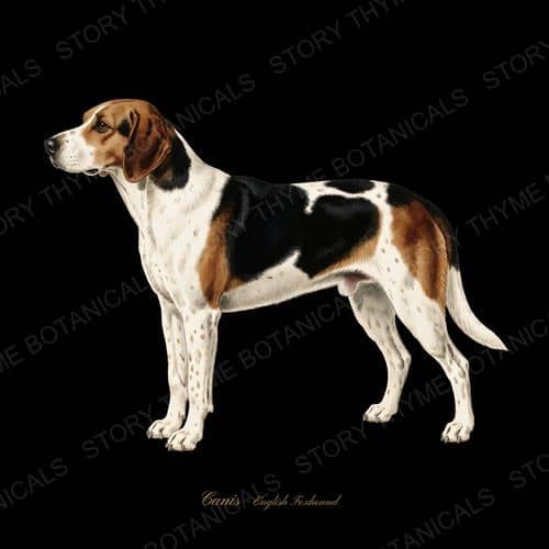 English Foxhound — Hound & Terrier botanical print
