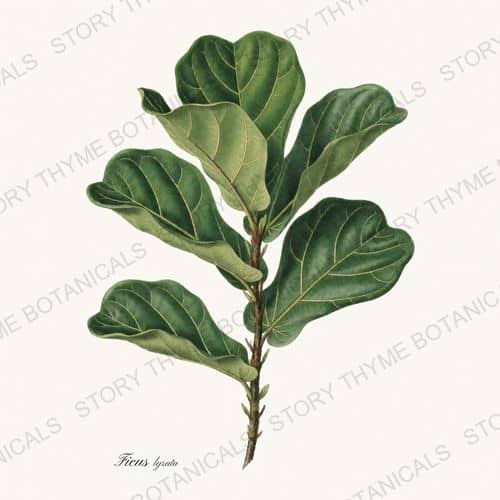 Fiddle Leaf Fig — Houseplants Vol. 1 botanical print