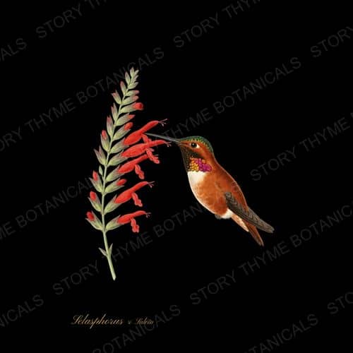 Rufous Salvia — Hummingbirds & Blooms botanical print