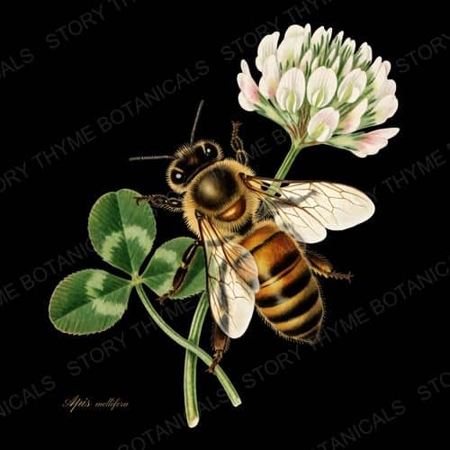 Honeybee — The Insectarium botanical print