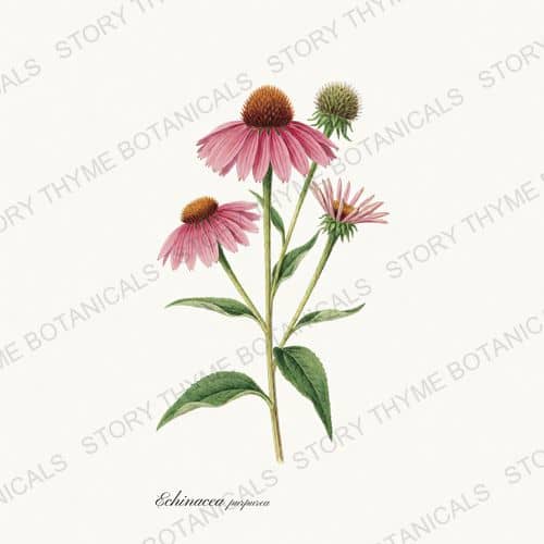 Echinacea — Medicinal Herbs botanical print