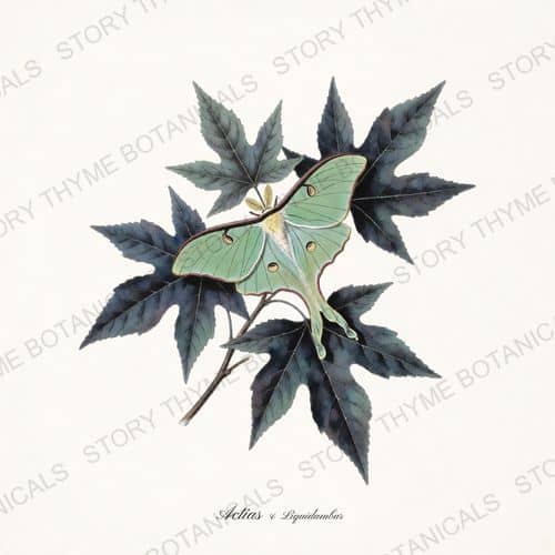 Luna Sweetgum — Moths & Night Blooms botanical print