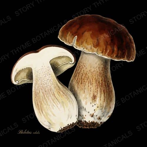 Porcini — Woodland Mushrooms botanical print