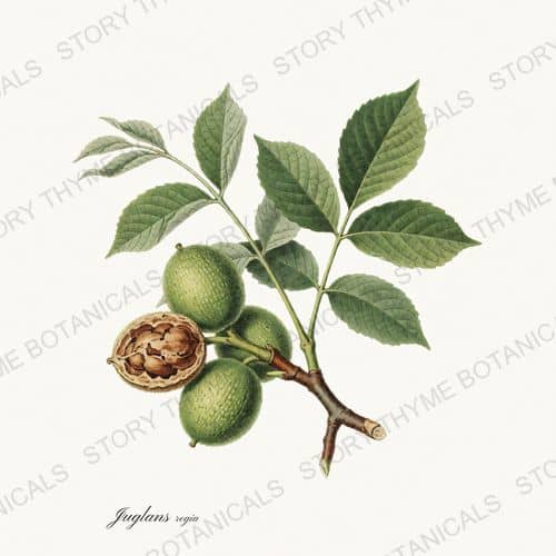 Walnut — Nut Trees botanical print