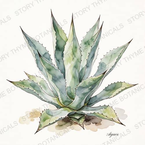 Agave (Century Plant) — a print from the Plant Library collection