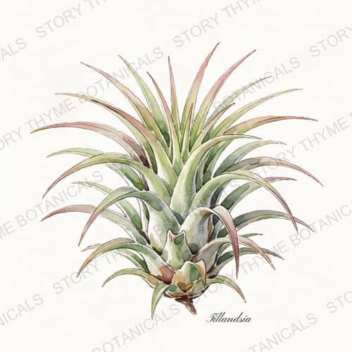 Air Plant — a print from the Plant Library collection