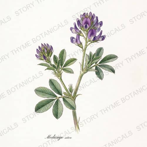 Alfalfa — a print from the Plant Library collection